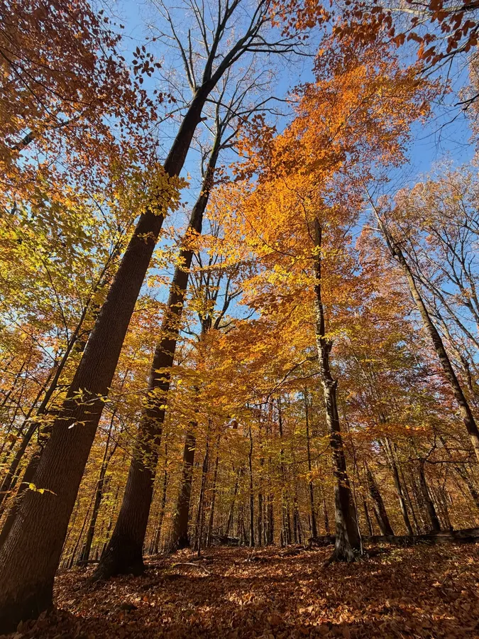 Room on the Broom story hike (Cromwell Valley Park) — venue image