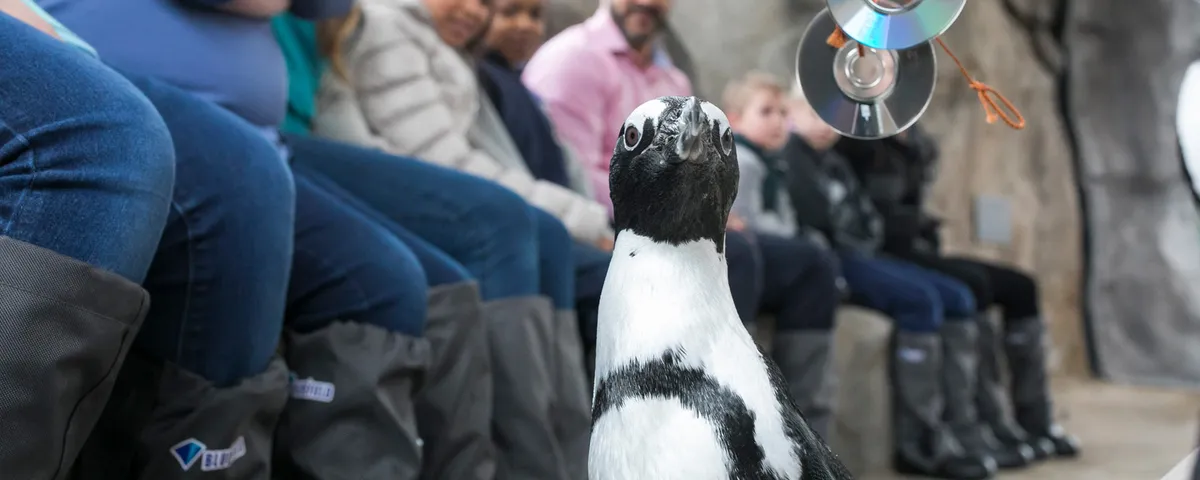 Malott Family Penguin Encounter — program image
