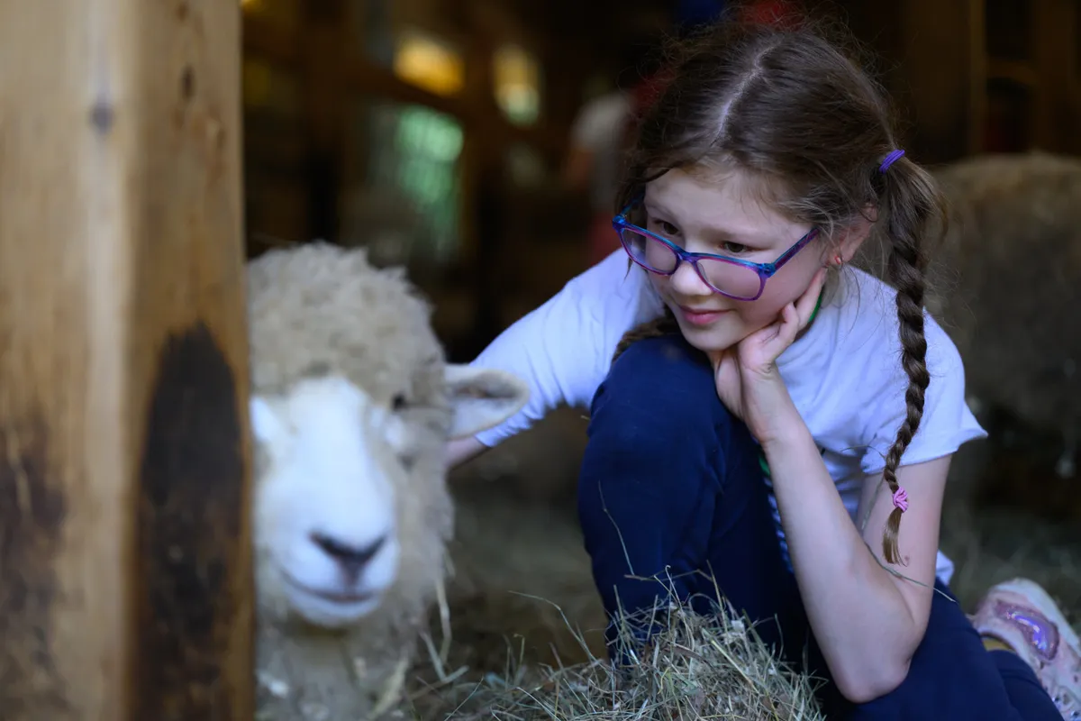 Warm and Woolly: Sheep and Wool at Drumlin Farm — official source image