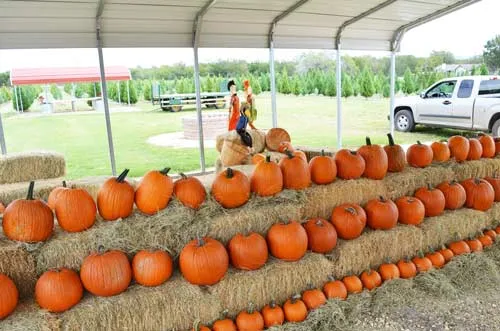 Pipe Creek Pumpkin Patch — venue image