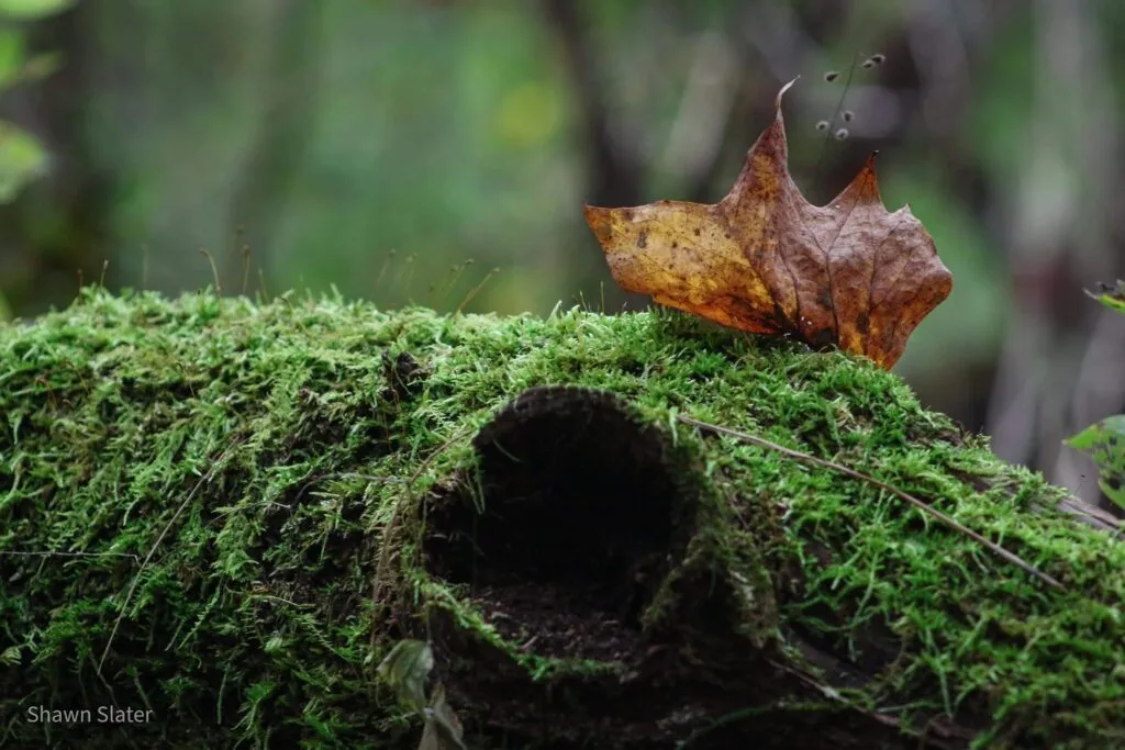 Autumn Leaf Art at the Anita C. Leight Estuary Center — official source image