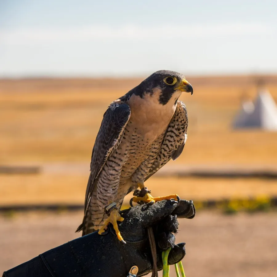 Birds of Prey on the Prairie with HawkQuest at Plains Conservation Center — official source image