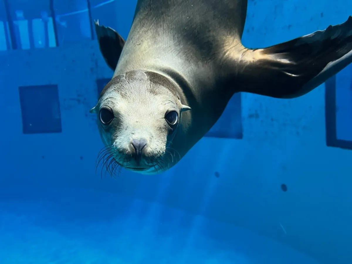 Royal Credit Union Sea Lion Discovery at the Minnesota Zoo — program image