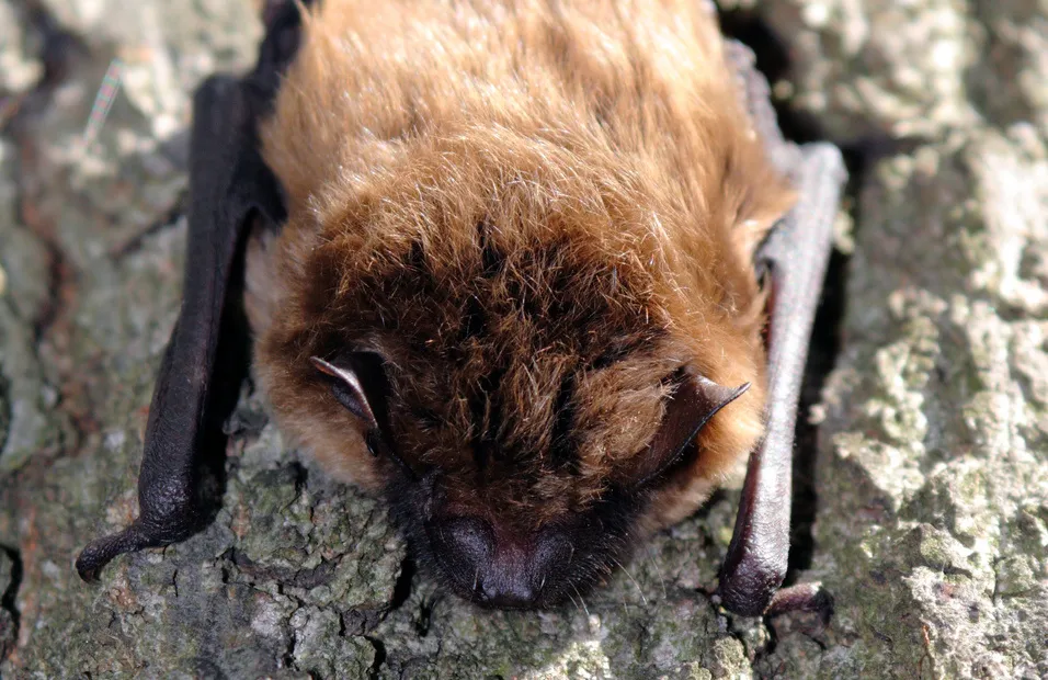 Bats: Creatures of the Night Homeschool Program at Forbes State Forest — official source image