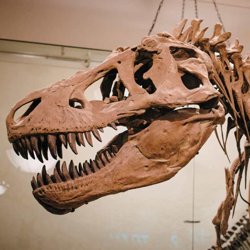 Just for Me: Paleontology 101 — official source image
