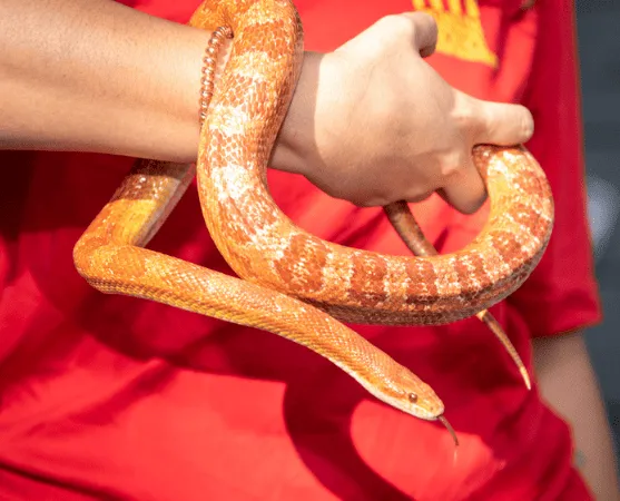 Animal Ambassadors encounter — official source image