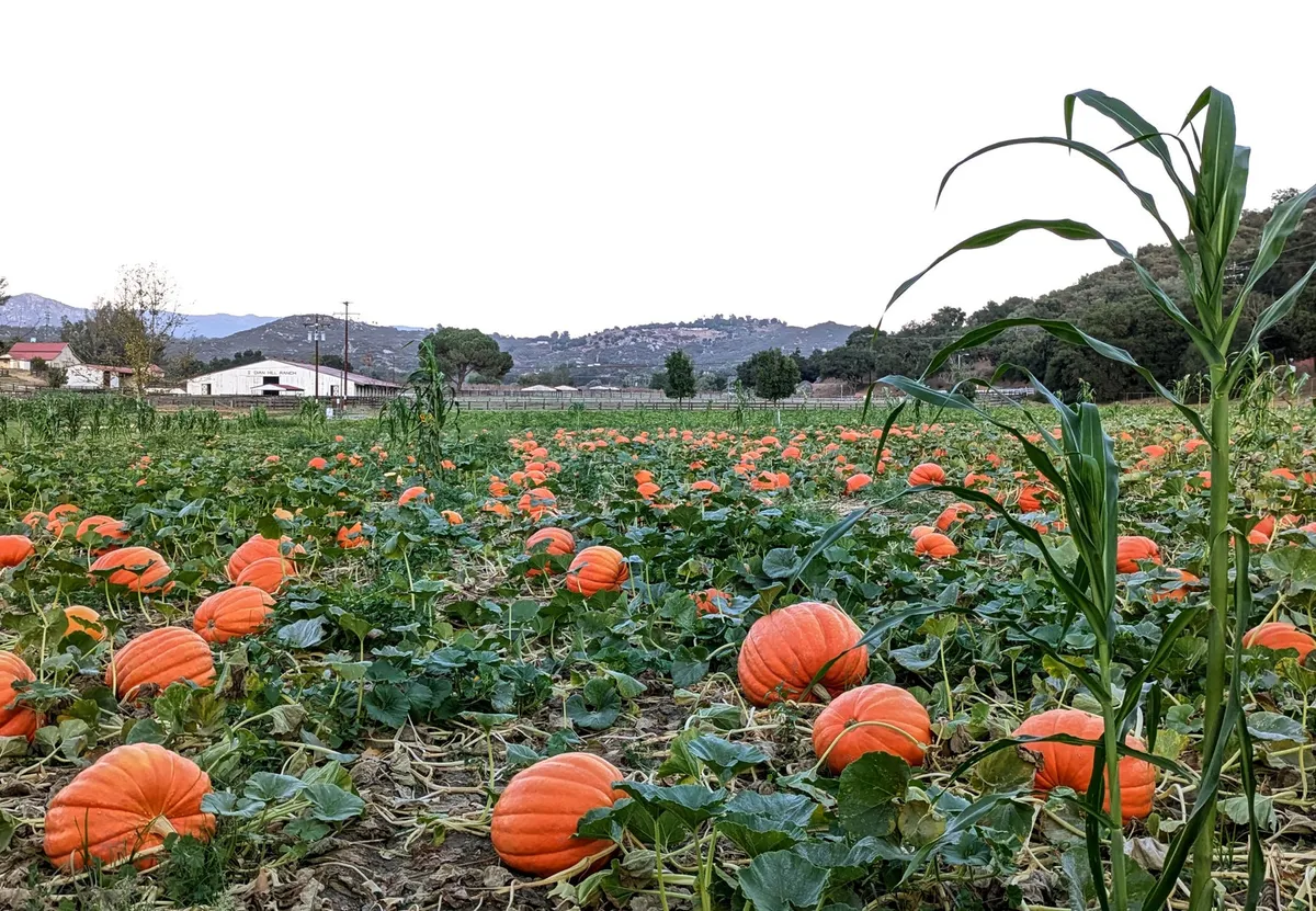 Bates Nut Farm Pumpkin Patch — official source image