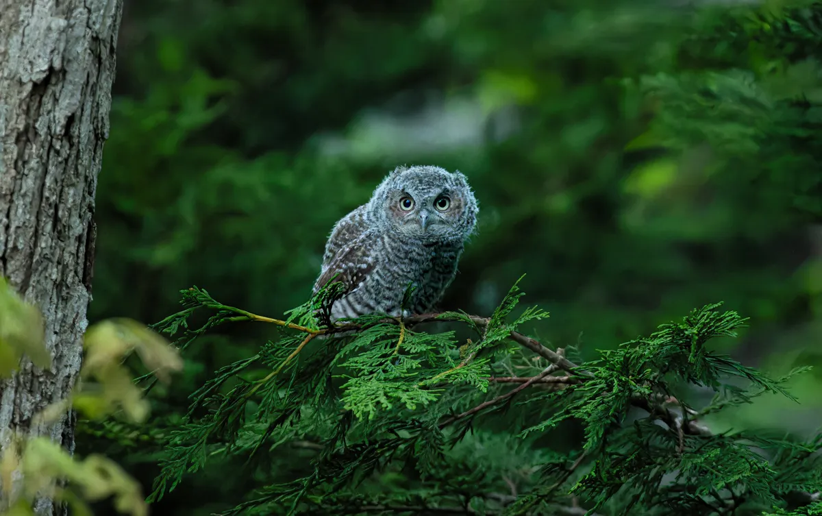 Family Owl Prowl at Wompatuck State Park — official source image