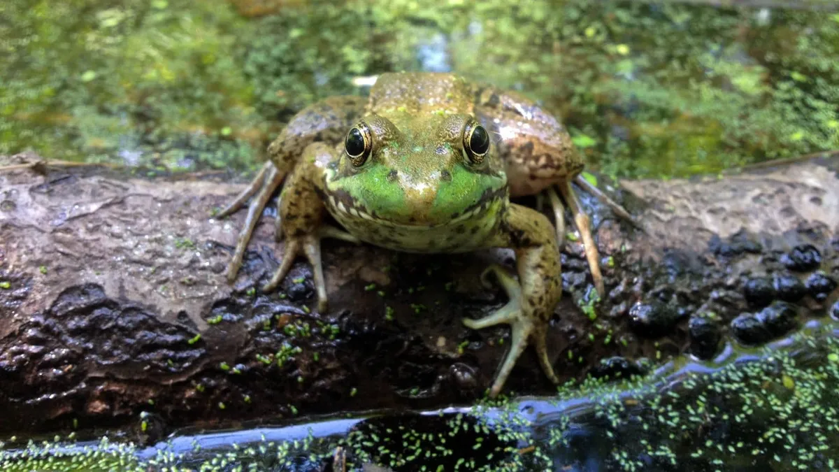 Frogs, Frolic, and Fun — A Kid-Centered Family Hike — official source image