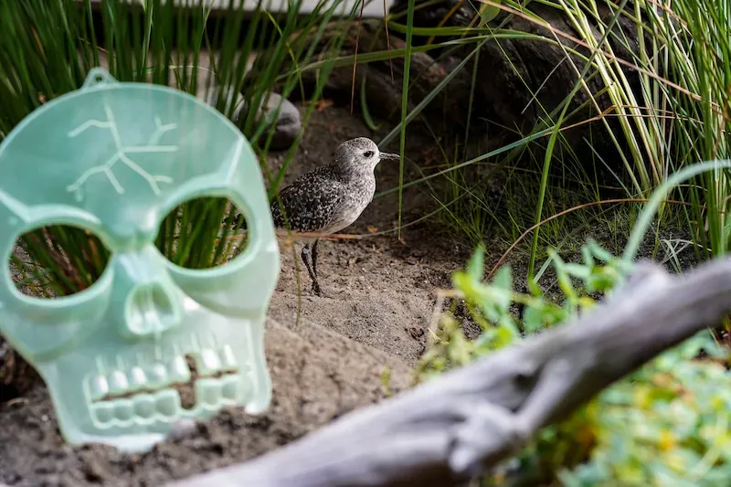 Halloween at the Aquarium — official source image
