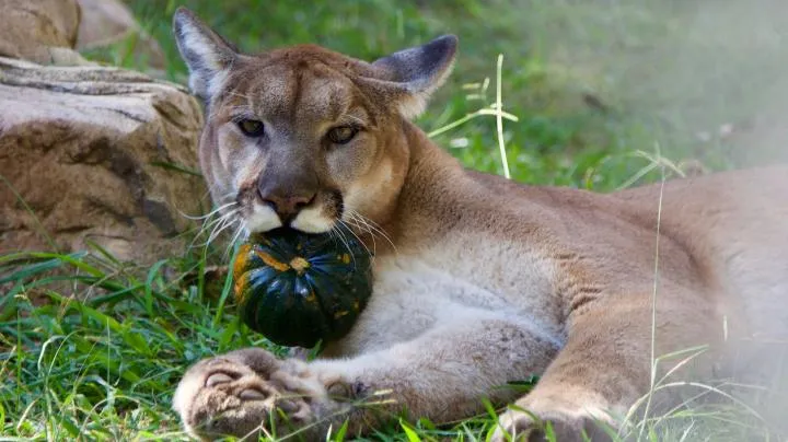 Animal Enrichment Family Workshop at the OC Zoo — official source image