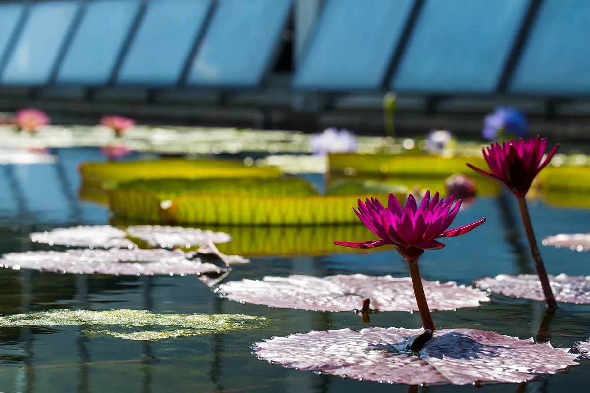 Water Garden Wonders — venue image
