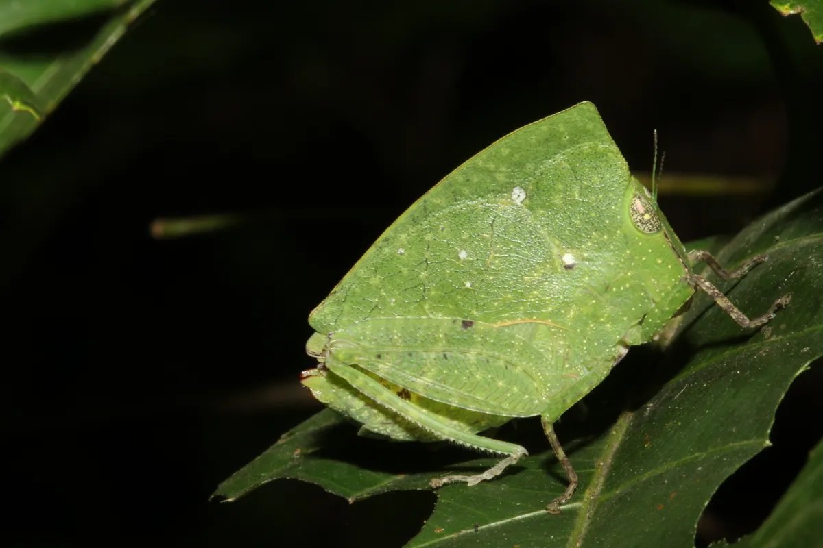 Zoo Boo Bug House Experience — program image