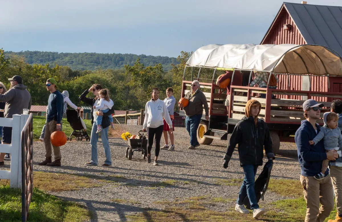 Temple Hall Farm Pumpkin Patch & Flower Fields — official source image