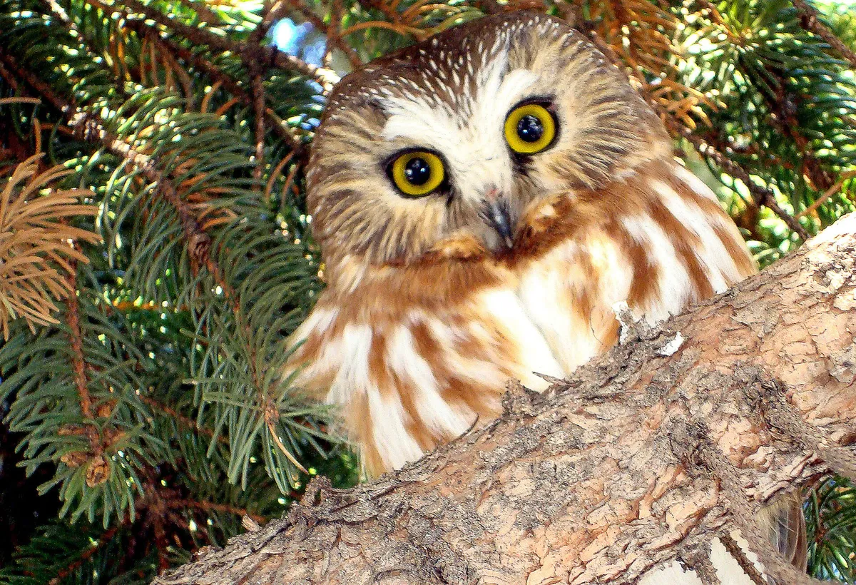 Pre-K Owl Prowl at Ipswich River — official source image