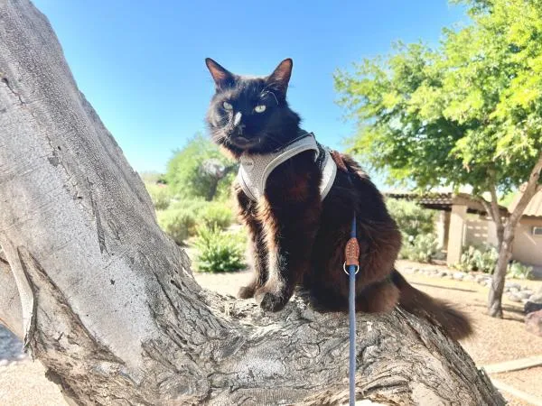 Sunday Funday with Fang the Therapy Cat — official source image
