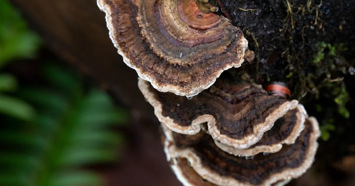 Mushroom Hike at Chehalem Ridge Nature Park — official source image