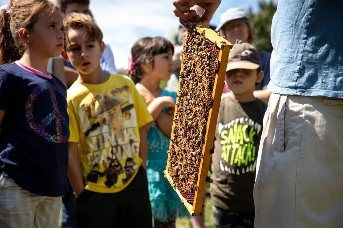 Little Explorers: What’s Buzzing and Blooming? — official source image