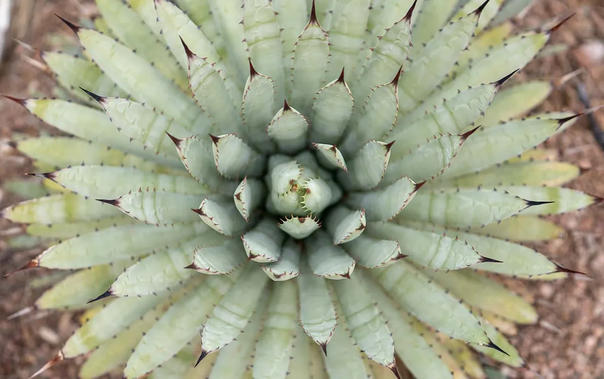 Math in Bloom: Fibonacci Day at Desert Botanical Garden — official source image