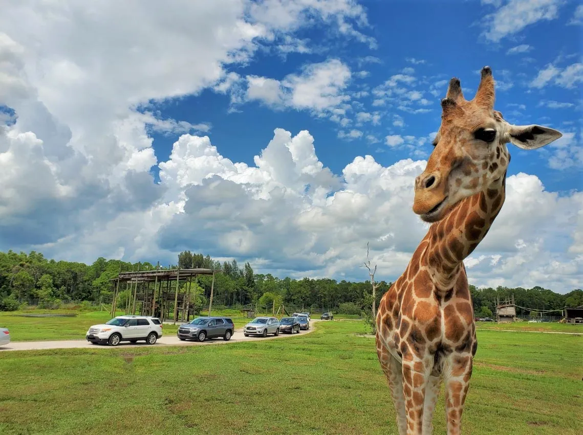 Lion Country Safari — drive-through safari and The Gardens — official source image