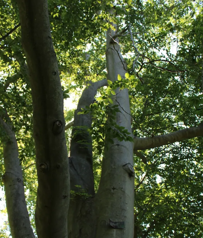 Wednesday Walk: Beeches & Beech Leaf Disease — official source image