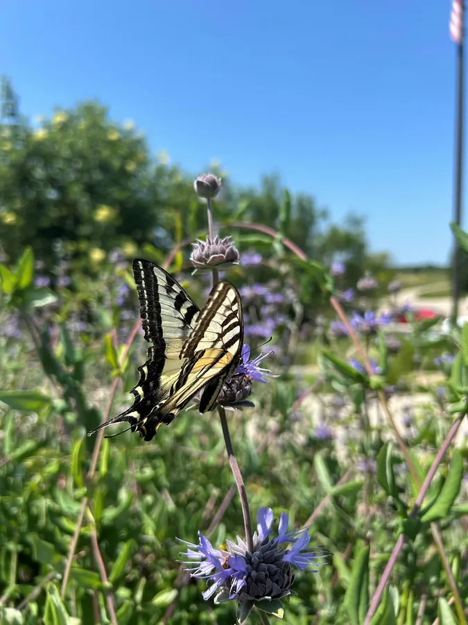 Family Friendly Nature Walk at the Cosumnes River Preserve — official source image