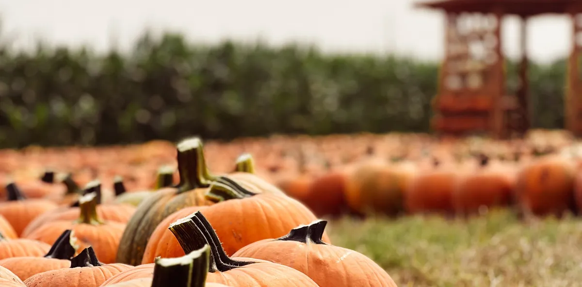 Swans Trail Farms Harvest Festival — official source image
