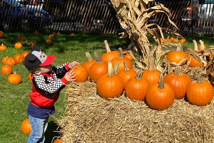 Dvorak Pumpkin Patch — official source image