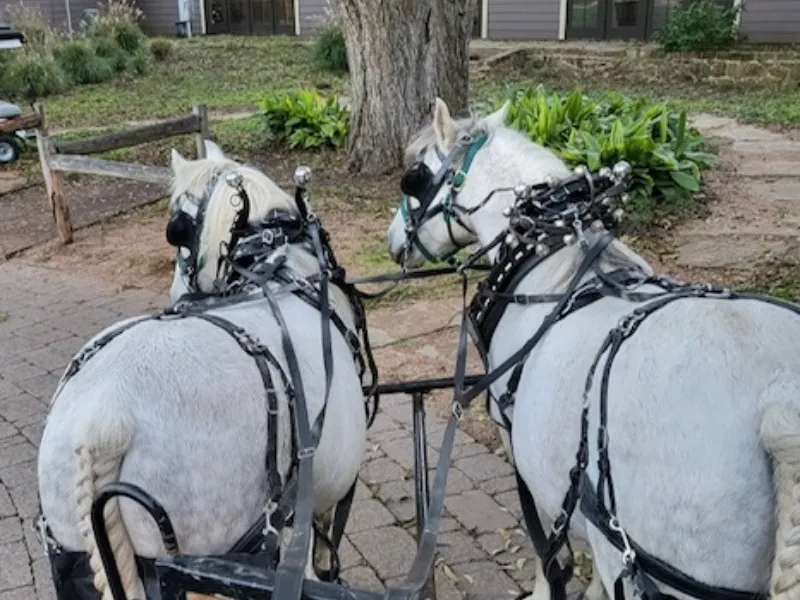 Renegade Holiday Wagon Rides at Hyatt Regency Lost Pines — official source image