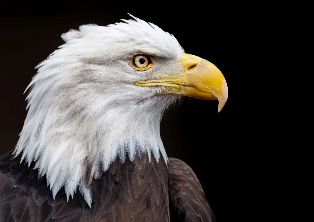 World Bird Sanctuary — official source image