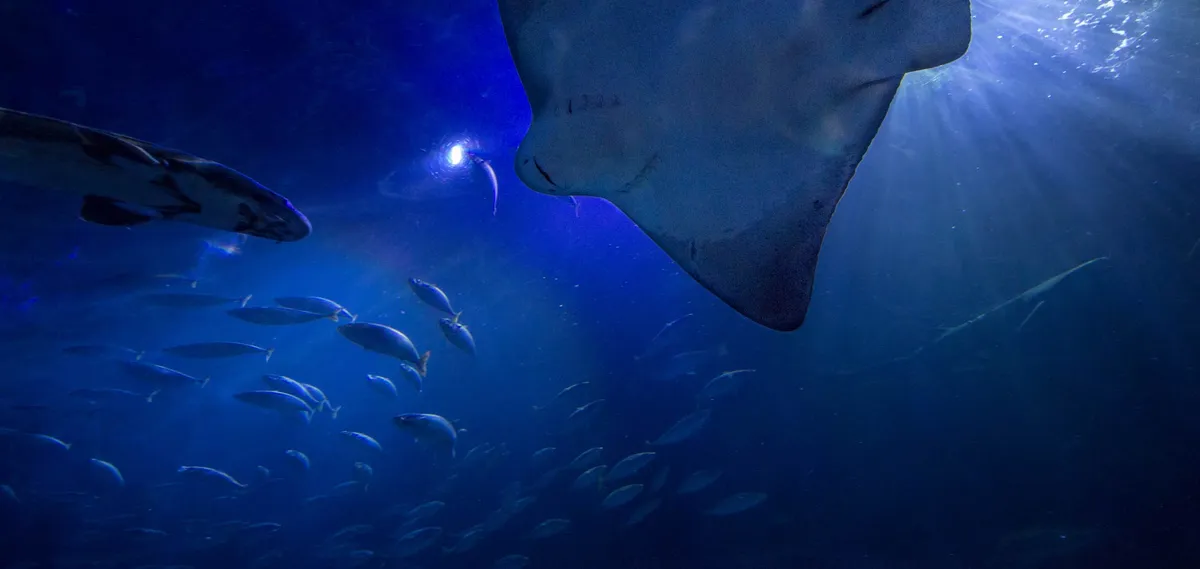 Halloween Celebration at Aquarium of the Bay — official source image