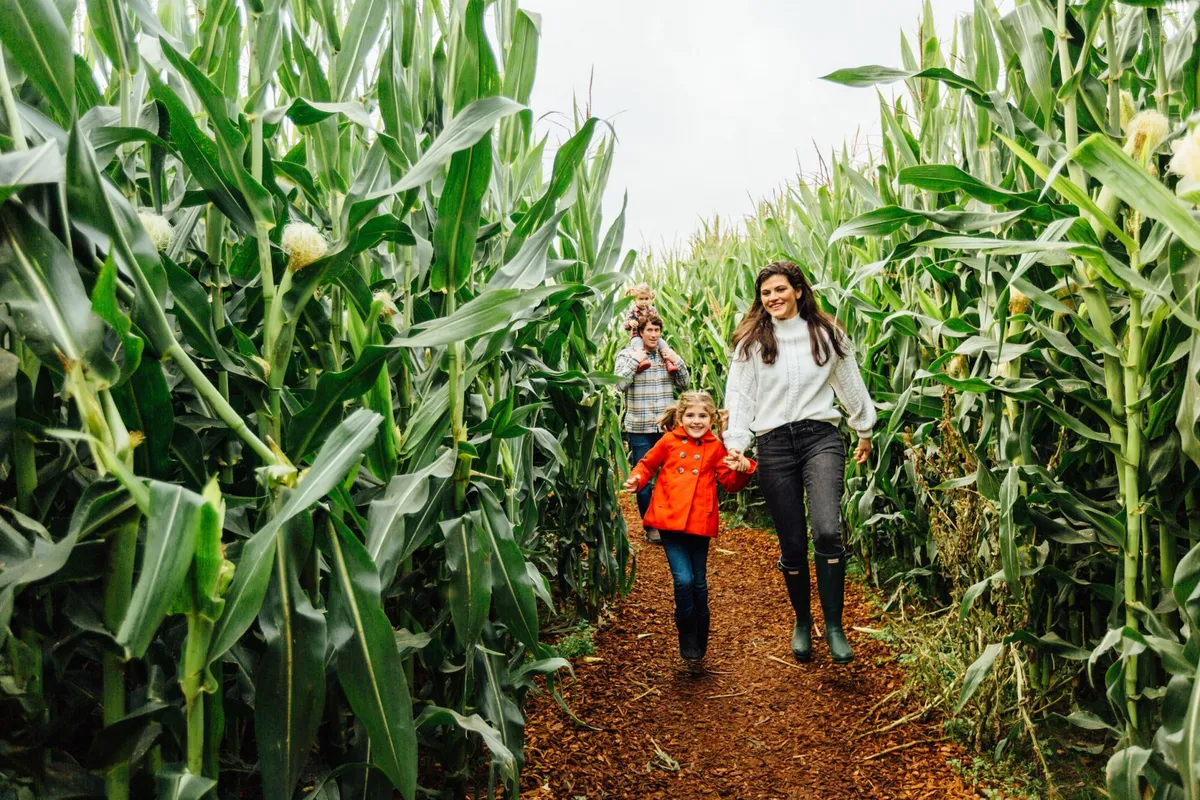 Carpinito Brothers Pumpkin Patch & Corn Maze — official source image