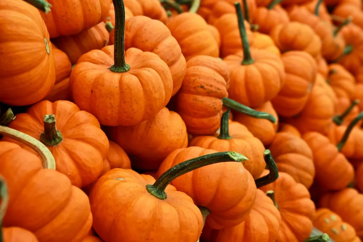 Homeschool Family Field Trip — Autumn Discovery — official source image