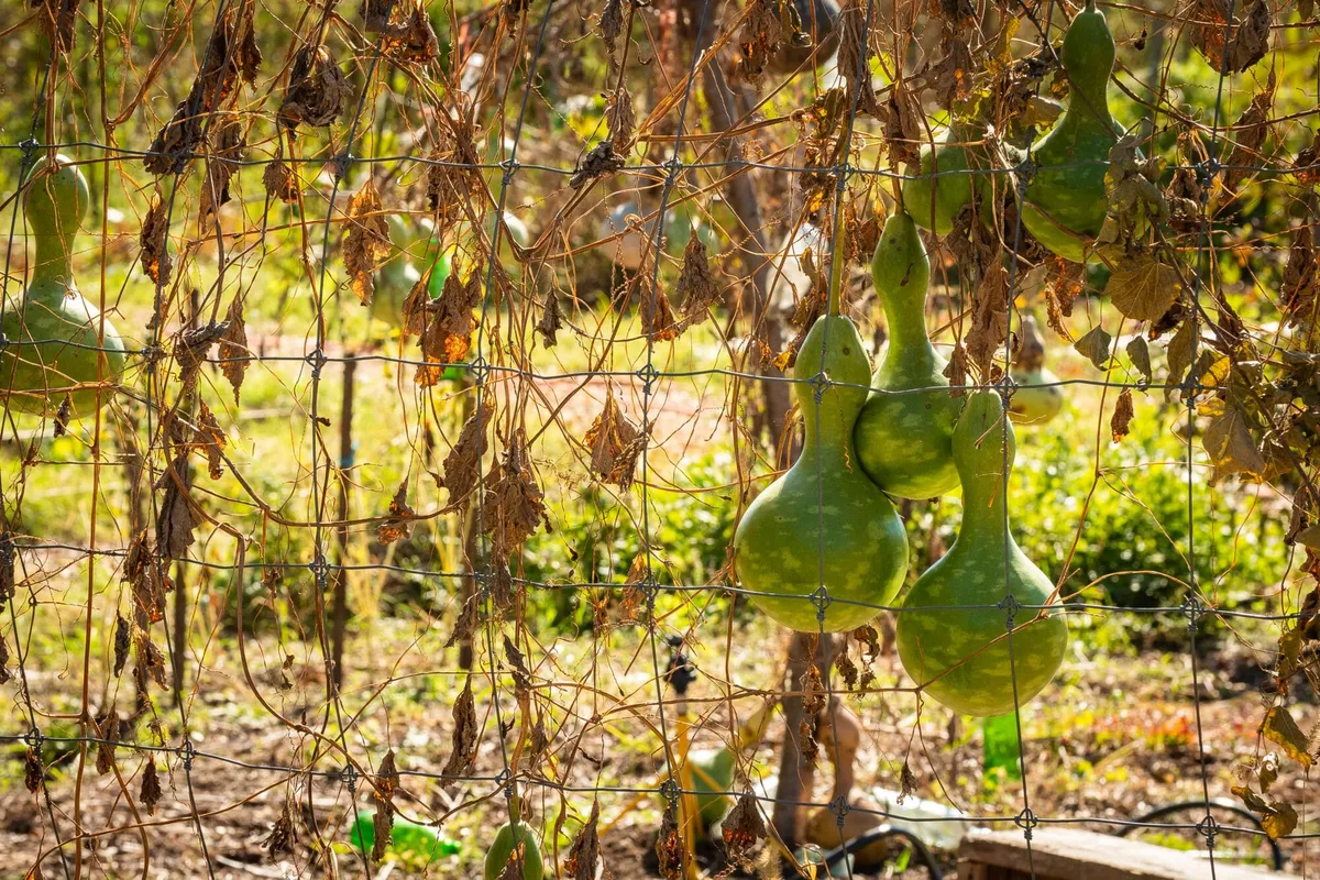SWWAG Workshop: Putting the Farm to Bed to Prepare Your Winter Garden — official source image