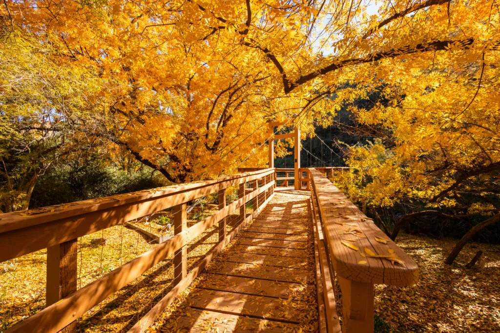 Family Workshop: Fall Color Fun — official source image