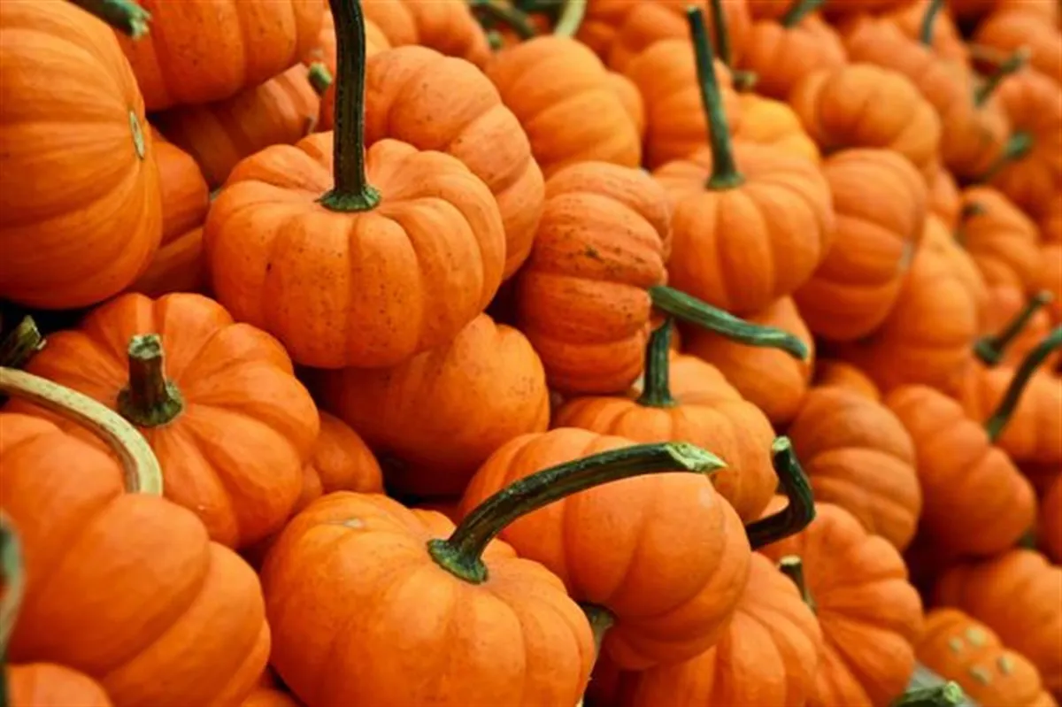 Fall-O-Ween at Coachman Park — official source image