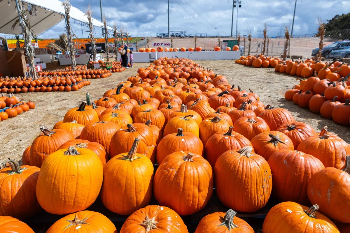 Carlsbad Strawberry Company Pumpkin Patch — official source image