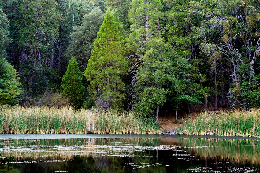 Palomar Mountain State Park — official source image