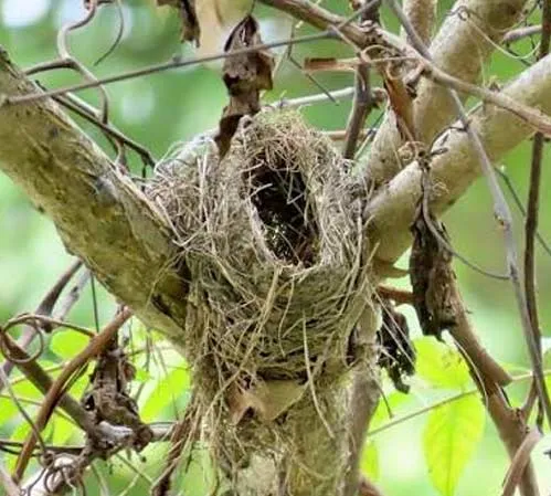 Built for Birds! Nest Engineering — Marshlands Conservancy — official source image