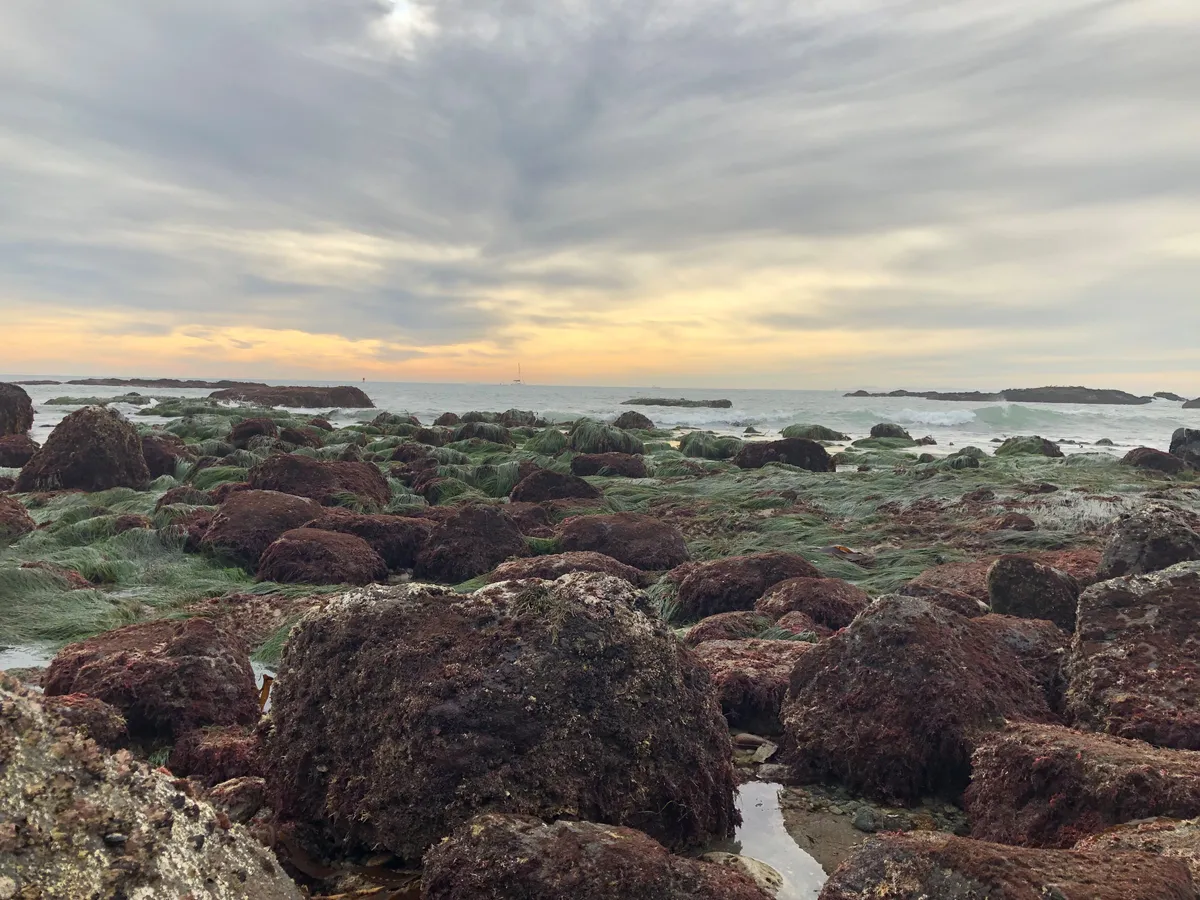 Tidepool Hike at Ocean Institute (Dana Point) — official source image