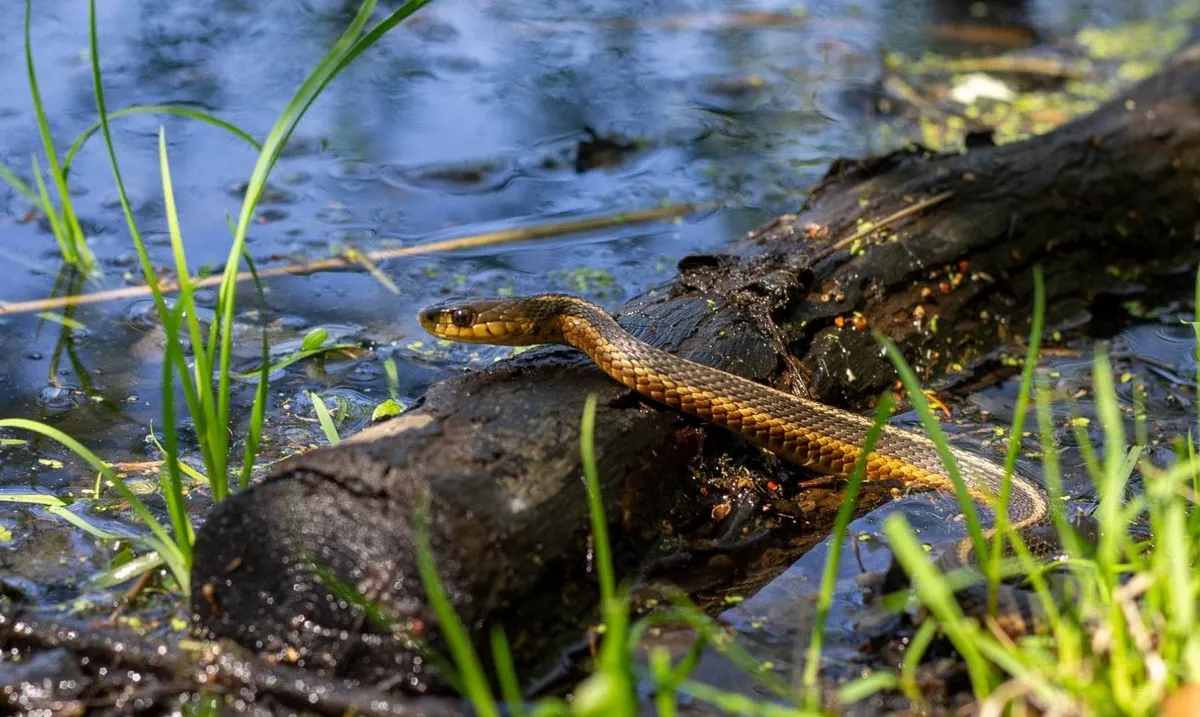 Animal Encounter: Misunderstood No More — Teatown — official source image
