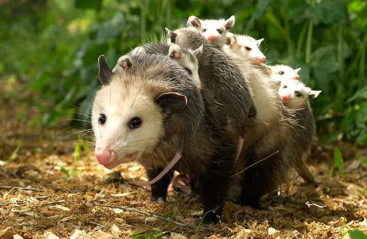 Around Since the Dinosaurs – a Native Wildlife Event — official source image