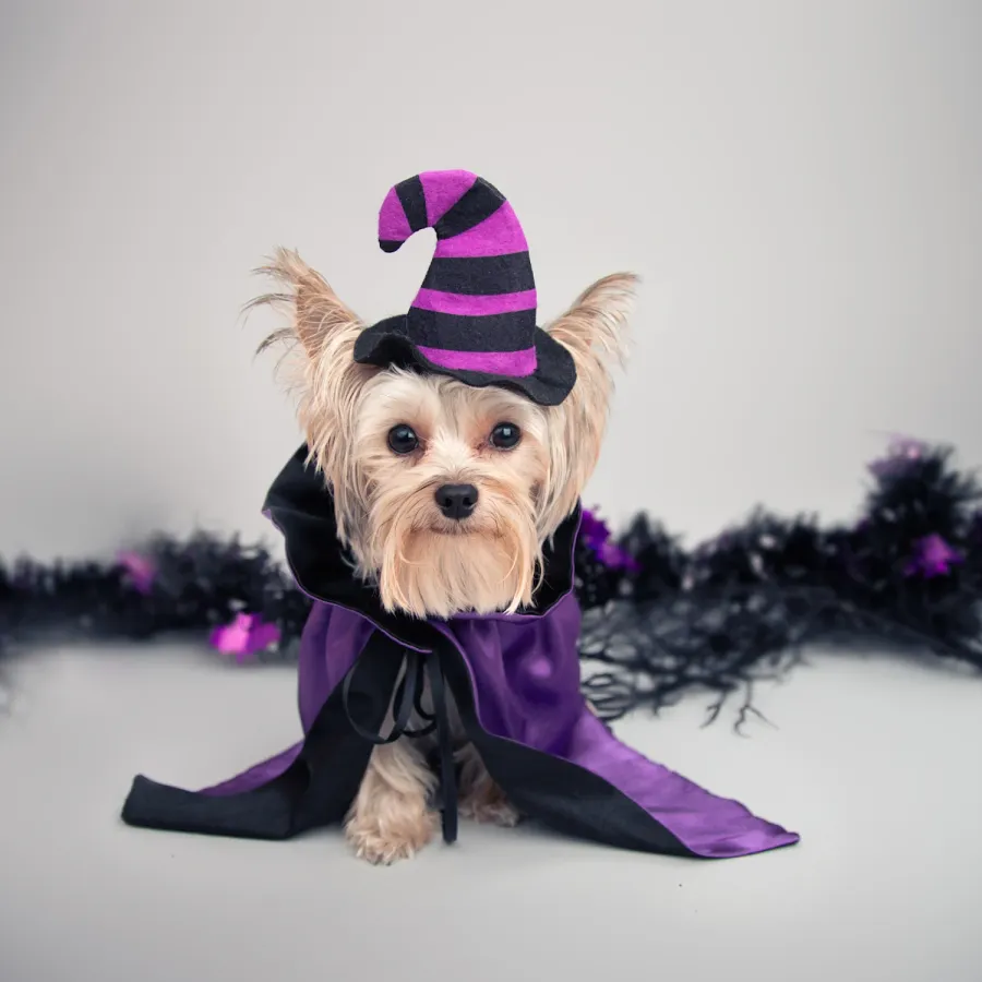 Halloween Pup & Kids Costume Parade at Westfield Southcenter — official source image