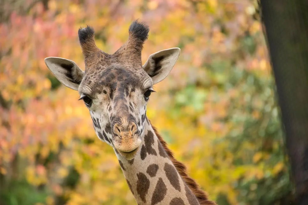 Fall Discount Days at the Oregon Zoo — official source image