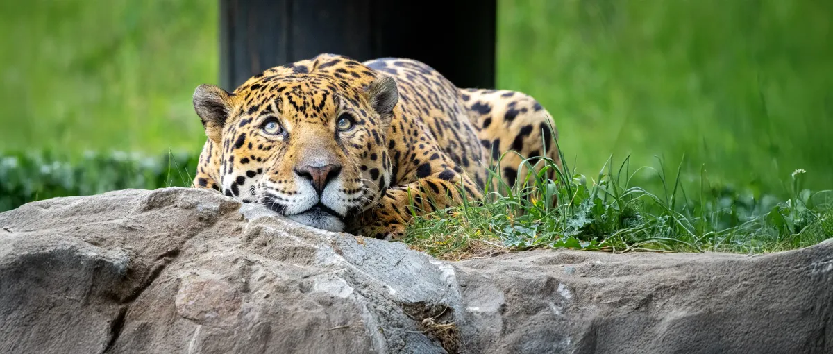 Oakland Zoo — official source image