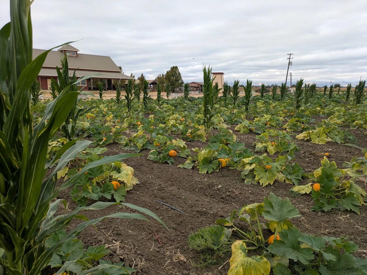 Impossible Acres Pumpkin Patch and Animal Barn — official source image