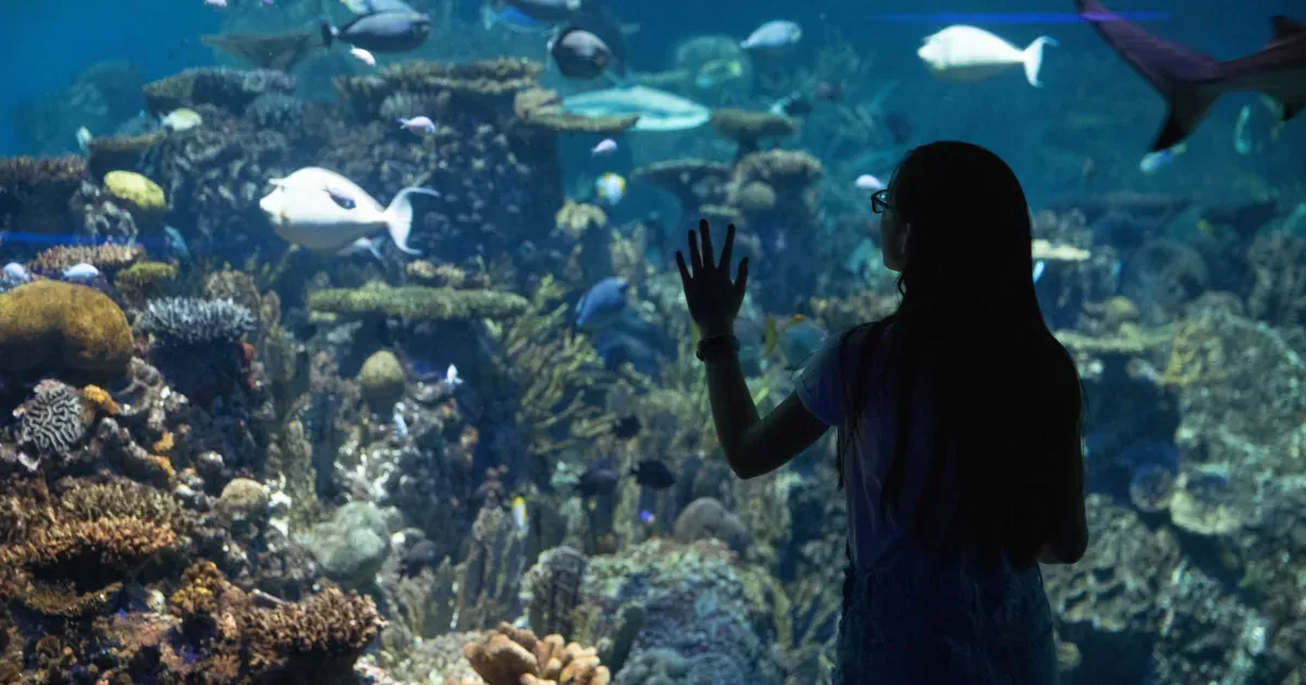 Half-Price Friday Nights at the National Aquarium — program image