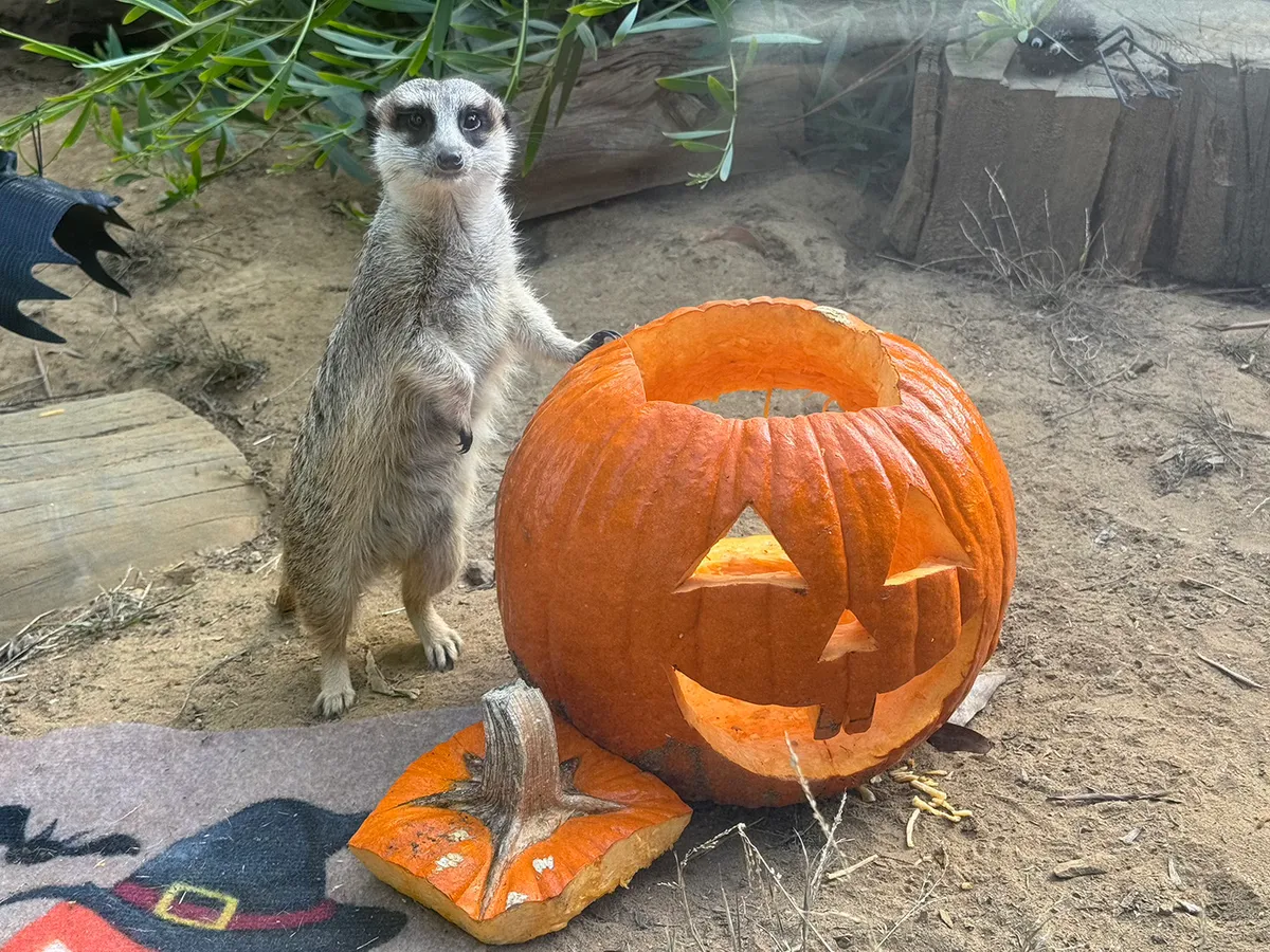 Boo at the Zoo 2026 — San Francisco Zoo & Gardens — official source image