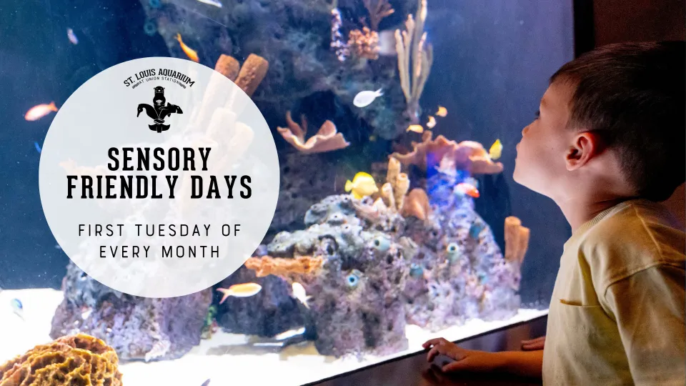 Sensory Friendly Days at the St. Louis Aquarium — venue image