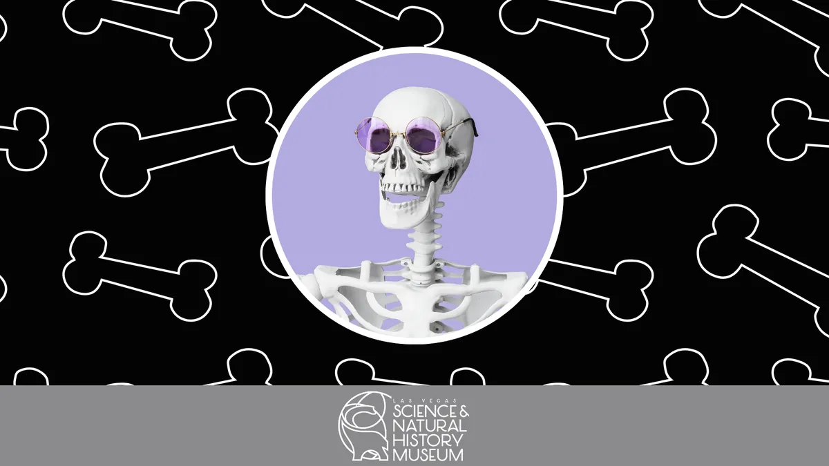 Skeleton Scavenger Hunt at Las Vegas Natural History Museum — official source image